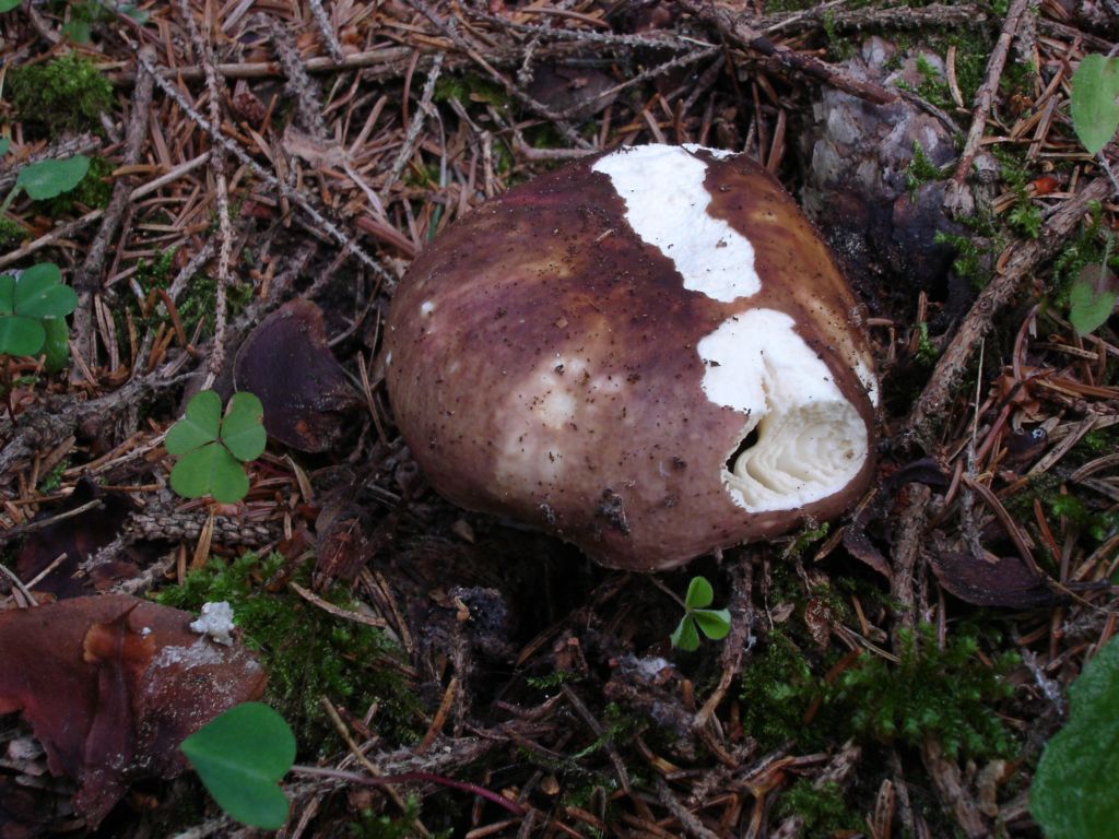 Russula adulterina